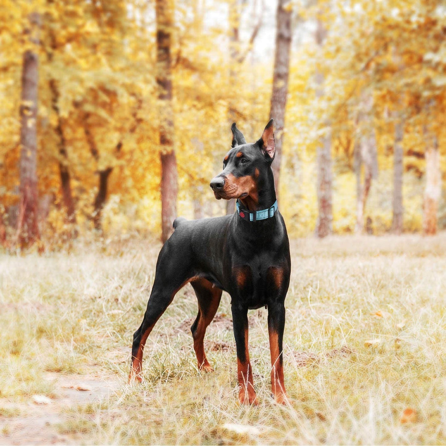 Martingale Dog Collar with Quick Release Buckle Reflective Dog Training Collars