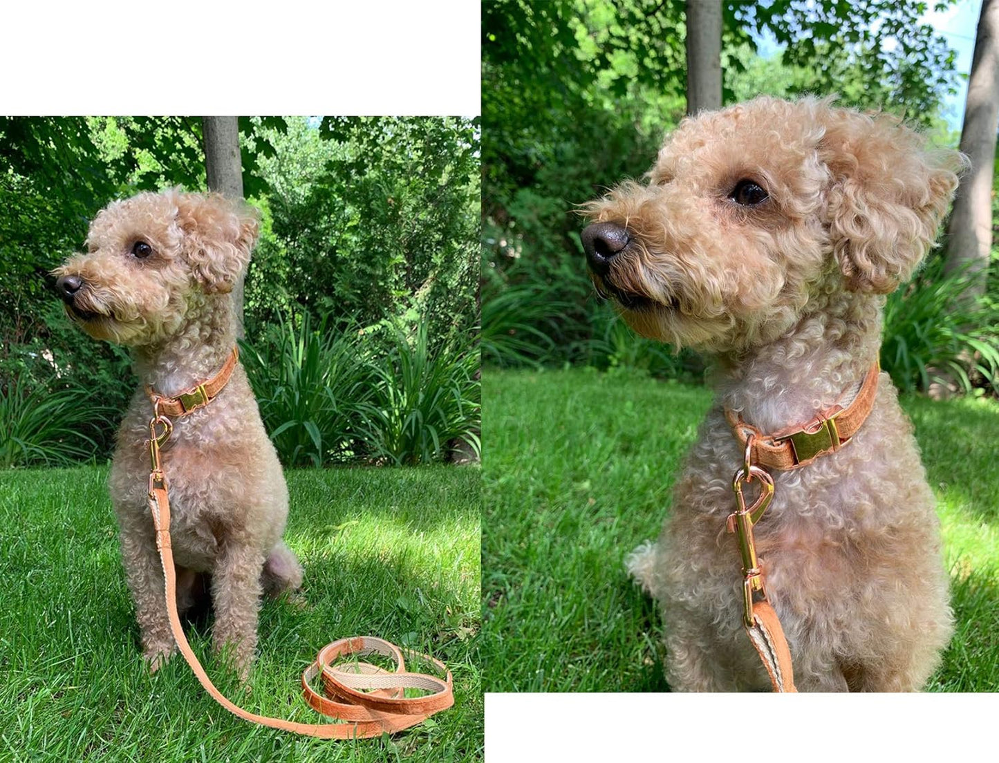 Dog Collar and Leash, Velvet Dog Collar and Leash Set, Soft & Comfy.