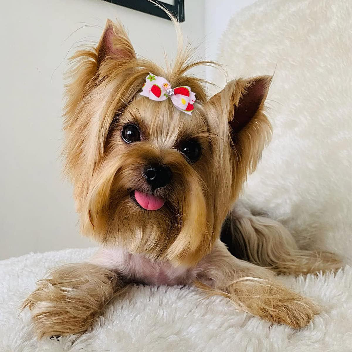 "Set of 20 Small Dog Hair Bows with Rubber Bands - Pet Grooming Accessories for Puppies, Dogs, and Cats - Suitable for Various Breeds"